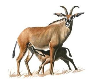 antilopa